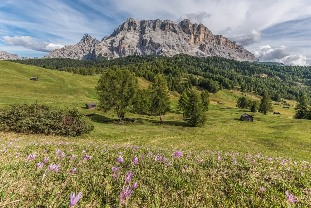 𝗦𝗣𝗥𝗜𝗡𝗚 🌷
La Primavera a La Crusc porta le 𝗠𝗶𝗹𝗮𝗻𝗱𝗼𝗿𝗲𝘀, splendidi fiori crocus che riempiono i prati dopo lo scioglimento della neve. ☀️
